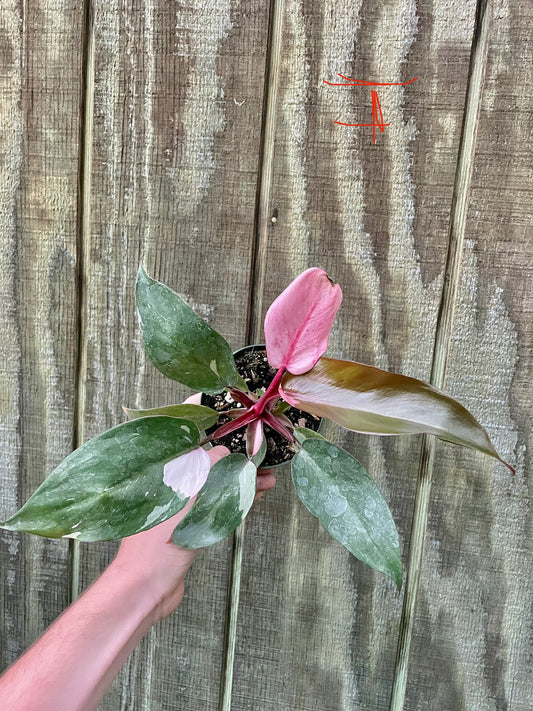 4” Pink Princess ‘I’