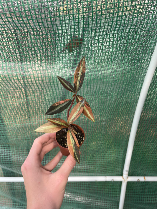 High Voltage Peperomia