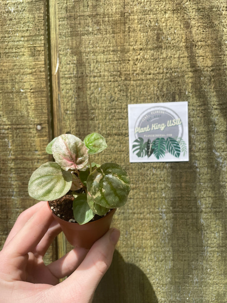 2” Pink Lady Peperomia