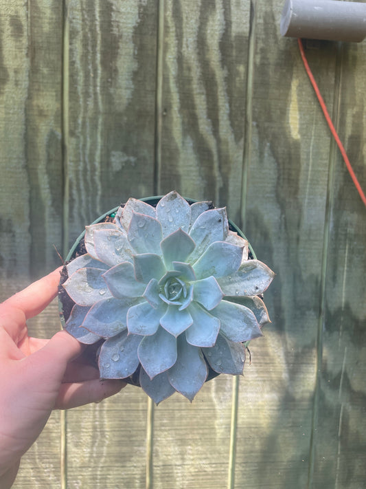 6” Ice Echeveria