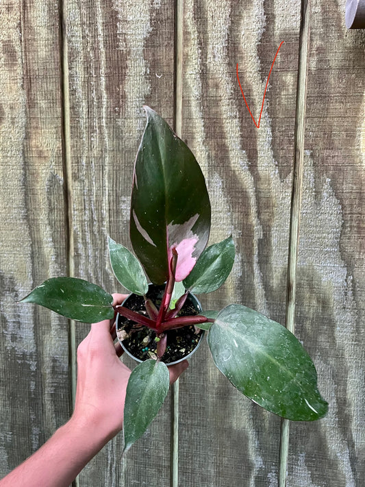 4” Pink Princess ‘V’