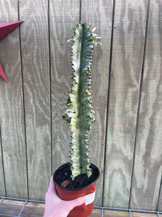 6” Variegated Nevada Cactus