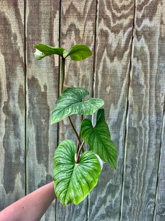 5” Philodendron Mamei